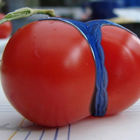 Hot tomato