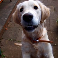 Lucy the smiling Retriever