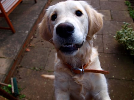 Lucy the smiling Retriever - lucy, dog, smile, golden retriever