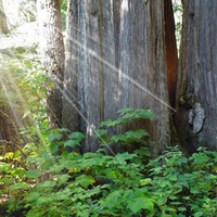 Cedar Trees