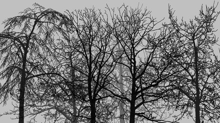 Ghost Trees - widescreen, abstract, trees, winter, firefox persona