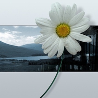 3d-flower