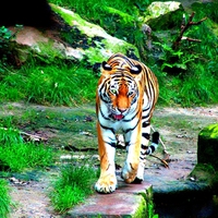 tiger