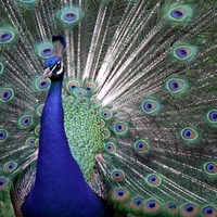 peacock