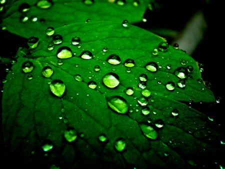 drops - leaf, other, drops