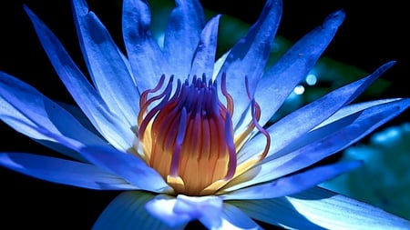 Consideration - fresh, flower, growing, shy, blue