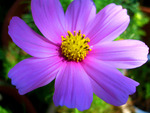 bright purple daisy