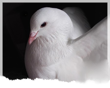 DOVE - white, symbol, goodwill, dove, peace