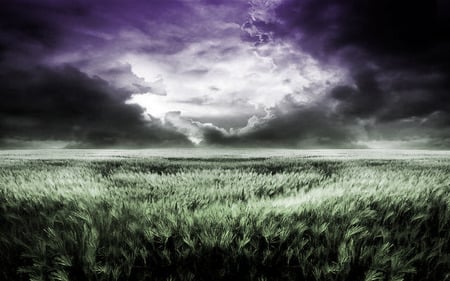 Purple Dream - beautiful, sky, sunset, green