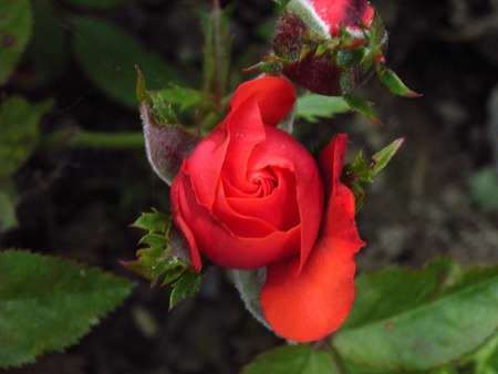 Red for love - rose, red, garden