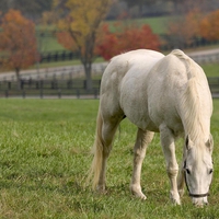 BEAUTIFUL HORSE