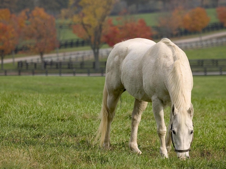 BEAUTIFUL HORSE - gazing, white, beautiful, field, horse