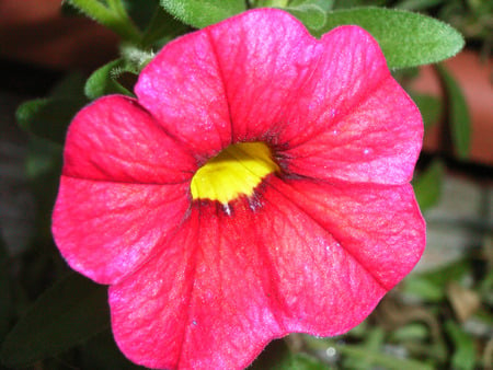 Simple but beautiful - flower, pink, closeup