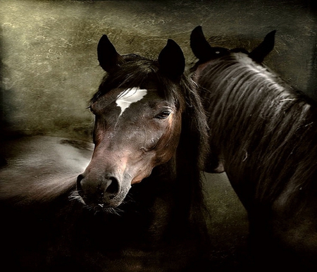 VALENTINE BEAUTIES - black, pair, horses