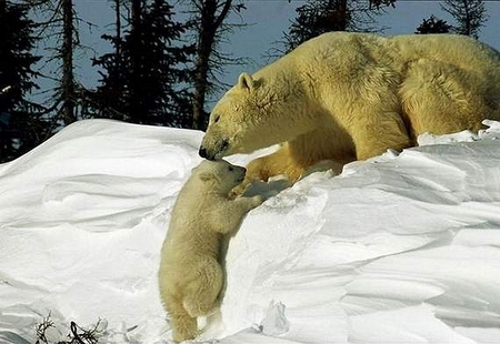 MAMA HERE BABY! - snow, love, baby, bear, ice, care, polar, helping, pine