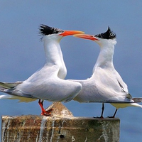 Dancing Birds