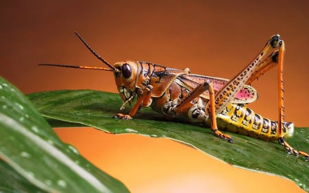 Grasshopper - brown, yellow, beautiful, orange, green, leaf, grasshopper