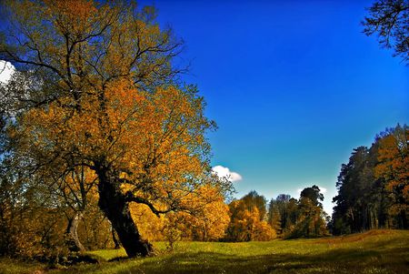 Autumn - leaves, autumn, trees