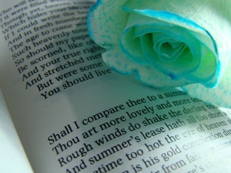 White Blue Rose & Poem - white, nature, blue, book, rose, flower