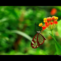 Transparent wing butterfly