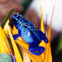 Blue Frog