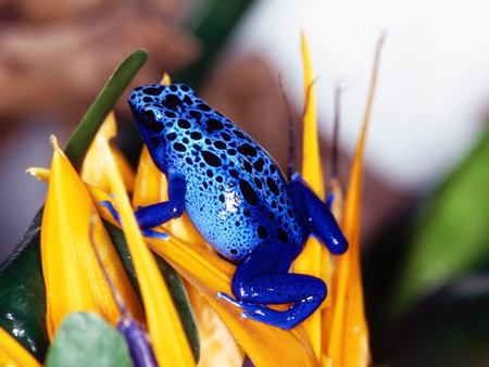 Blue Frog - animals, frog, blue, wild