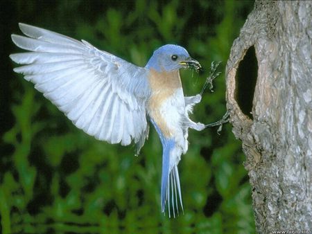 Back to the nest - collecting food, tree, nest, bird