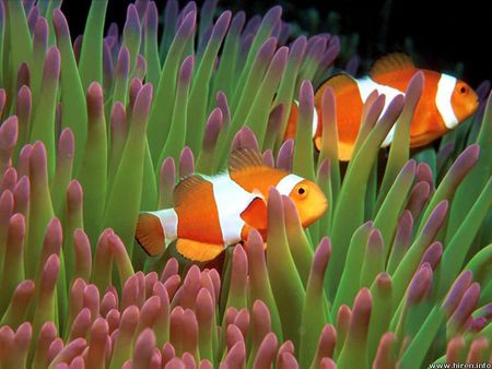 Clown Fish - reef, ocean, reef plants, clown fish