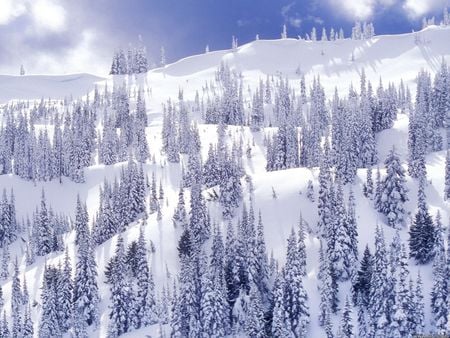 Blanket of snow - trees, winter, snow, olympic national park, washington