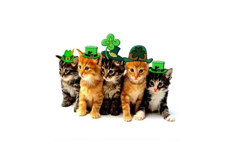 Irish cat in a row