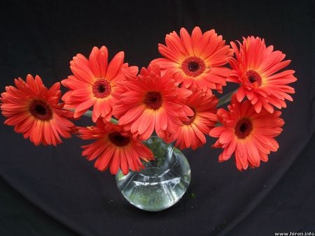 Red Gerbera Daisies - gerberas, water, flowers, daisies, glass vase