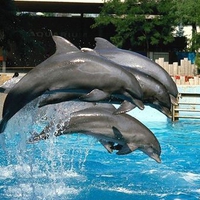 Jumping Dolphins