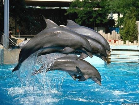 Jumping Dolphins - show, amusement park, pool, dophins jumping