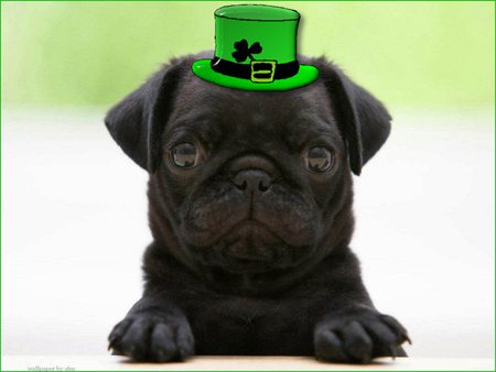 sweet irish dog - st patrick, st pat, irish, dog, bulldog, black, shamrock