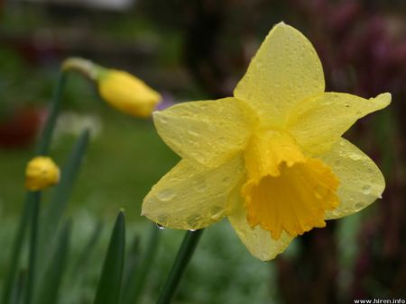 Yellow Daffodils - flowers, yellow daffodils, garden