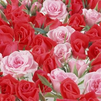 Red & Pink Roses