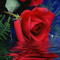 Red rose touching water