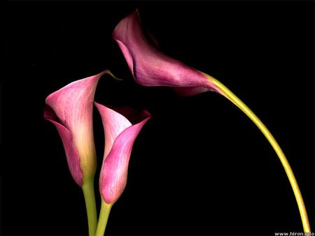 Pink Calla Lilies - flowers, pink calla lilies