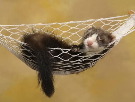 Ferret - pet, ferret, animals