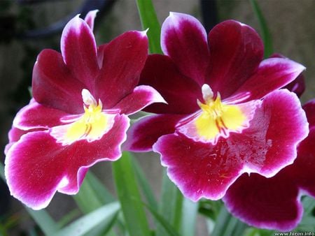 Cranberry Orchid - flowers, orchid, cranberry