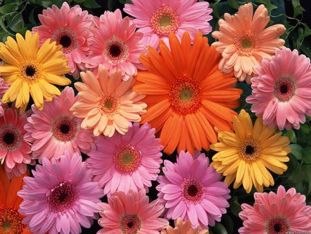 Gerbera Daisy - daisys gerbera, gerbera, colorful, bunch, daisy, flowers, garden