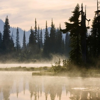 Misty Tree