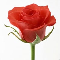 Single Red Rose