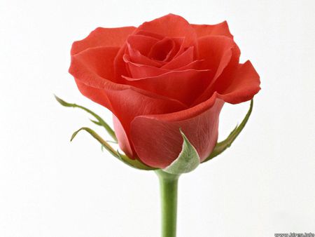 Single Red Rose - romance, single flower, love, red rose