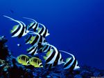 Reef Fish