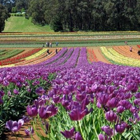 Garden beds of tulips