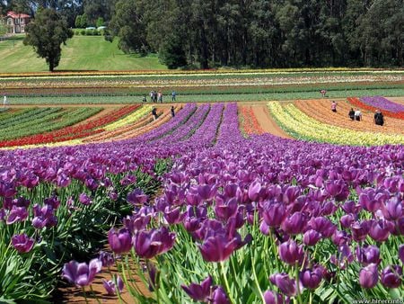 Garden beds of tulips - trees, tulips, flower beds, field, flowers