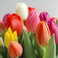 Multi-colour tulips