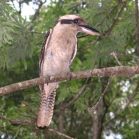 A Kookaburra