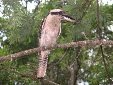 A Kookaburra - tree branch, largest kingfisher, kookaburra, australia, bird